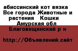 абиссинский кот вязка - Все города Животные и растения » Кошки   . Амурская обл.,Благовещенский р-н